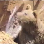 Bear came during excavations in Turkey