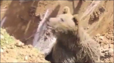 Bear came during excavations in Turkey