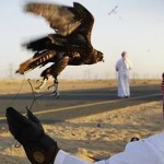 Qatari prince issued permit for hunting protected houbara bustard