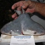 2 ends of the extraordinary increase in the number of sharks in the oceans