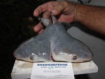 2 ends of the extraordinary increase in the number of sharks in the oceans