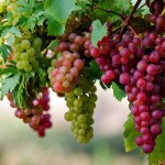 Eat grapes and stay away from various infections