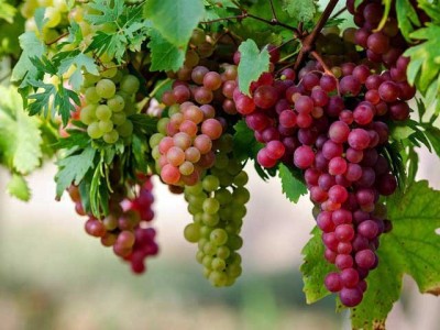 Eat grapes and stay away from various infections