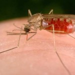 Through the blood of malaria treatment hope