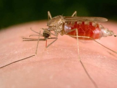 Through the blood of malaria treatment hope