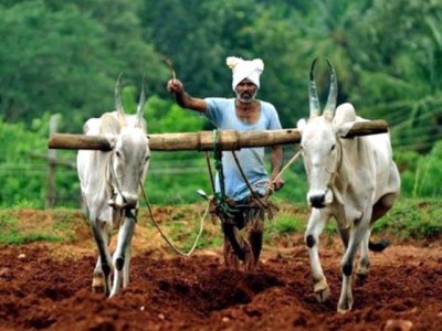 India, where 46 farmers commit suicide every day