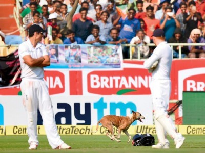 Stray dogs have stopped India and England test