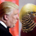 The waves in the world of parrots in china resembling Donald Trump