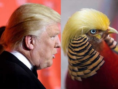 The waves in the world of parrots in china resembling Donald Trump