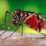 Tharparkar: Dengue virus confirmed in 8 people