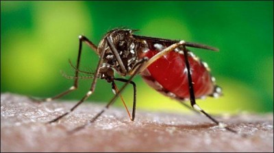 Tharparkar: Dengue virus confirmed in 8 people