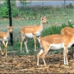 Lahore police arrest 5 poaching jndyalh