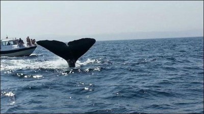 Muscat, made the fishermen whale vomit krurpty