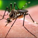 10 more dengue patients admitted to hospital in Thar