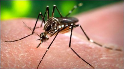 10 more dengue patients admitted to hospital in Thar