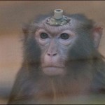 Experiment of the implant in brain, disabled monkey walked