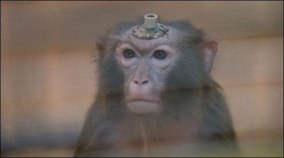Experiment of the implant in brain, disabled monkey walked