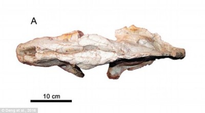 China exported 83 million year old skull of the big teeth Leopard
