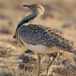 KPK will not allow Qatri Prince to hunt Tilore