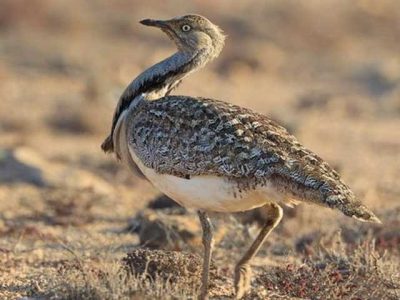 KPK will not allow Qatri Prince to hunt Tilore