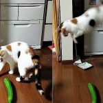 Cats fear of Banana and Cucumber