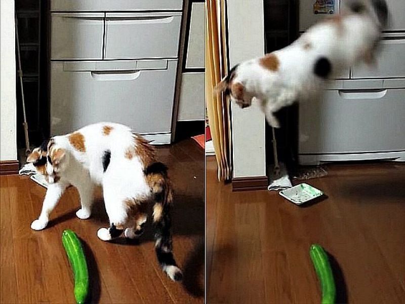 Cats fear of Banana and Cucumber
