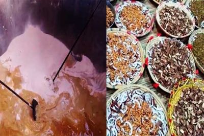 Eid Milad-un-Nabi (PBUH), preparing the hundred measures halwa in five hundred heavy paulgran in Multan
