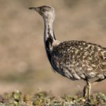 Rare Bustard Bird