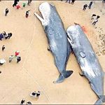 2 dead whales fishes have washed up on beaches in Germany -