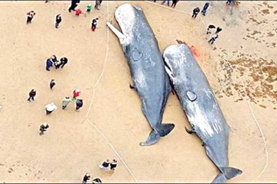 2 dead whales fishes have washed up on beaches in Germany -