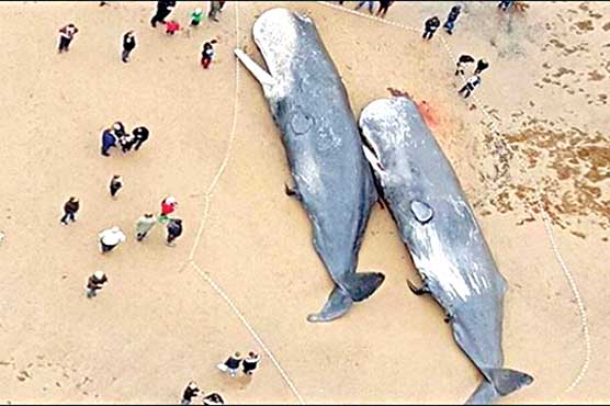 2 dead whales fishes have washed up on beaches in Germany -