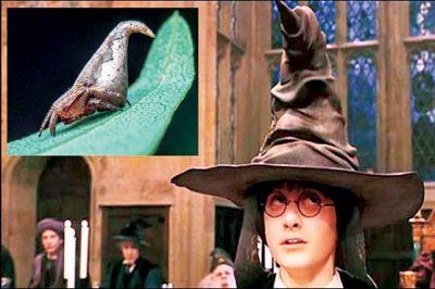 'Harry Potter' looks like spider discovered bound cap