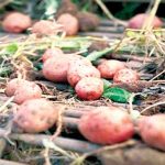 `Discover 4 Thousand years old farm of potatoes in Canada