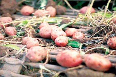 `Discover 4 Thousand years old farm of potatoes in Canada