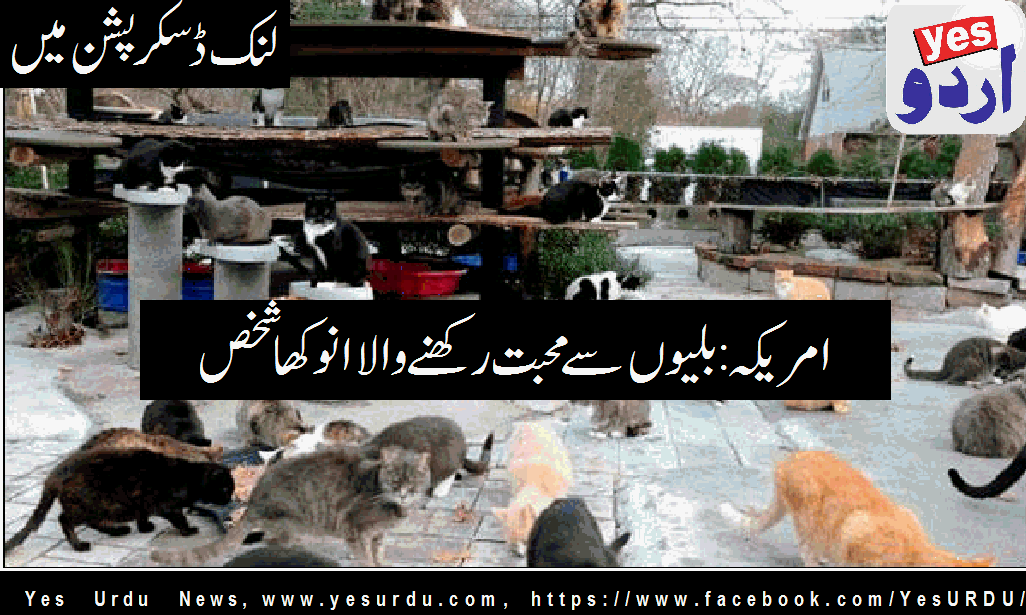 America: Man loves Cats