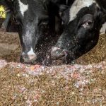 Australia's cattle farm where cows are fed chocolate for tasty meat