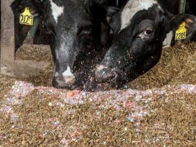 Australia's cattle farm where cows are fed chocolate for tasty meat