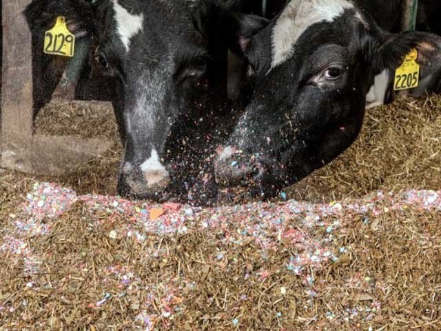 Australia's cattle farm where cows are fed chocolate for tasty meat