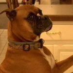 US building boom in a way that still a dog in social media