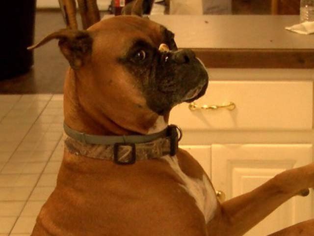 US building boom in a way that still a dog in social media