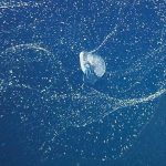 Strange sea animal who making house for lives in bubbles