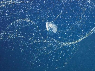 Strange sea animal who making house for lives in bubbles