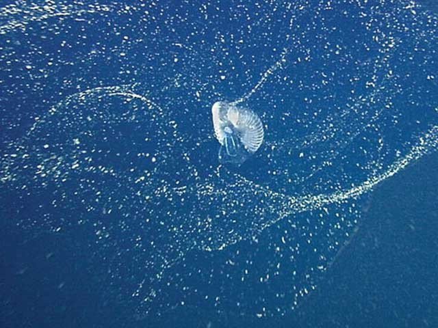 Strange sea animal who making house for lives in bubbles