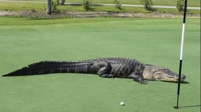 Florida: Crocodile in Golf course 