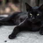 In America the black cat to become lucky for a police officer