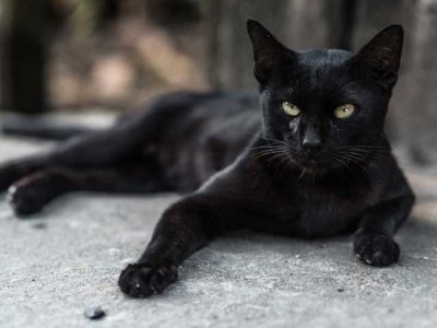 In America the black cat to become lucky for a police officer