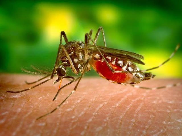 After dengue and Naegleria 'chicken Sack virus' attack in Karachi