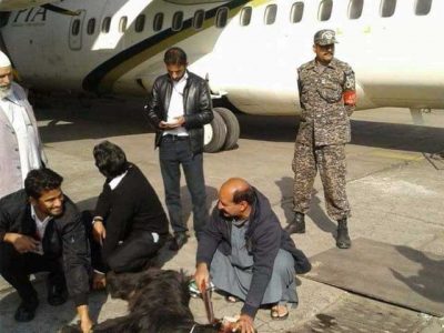 PIA started to secure the charity goats for flights