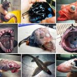 Awesome and amazing aquatic animals in Ocean depths