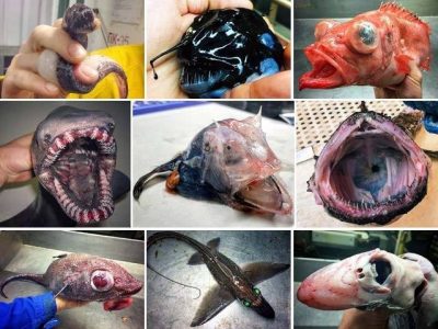 Awesome and amazing aquatic animals in Ocean depths